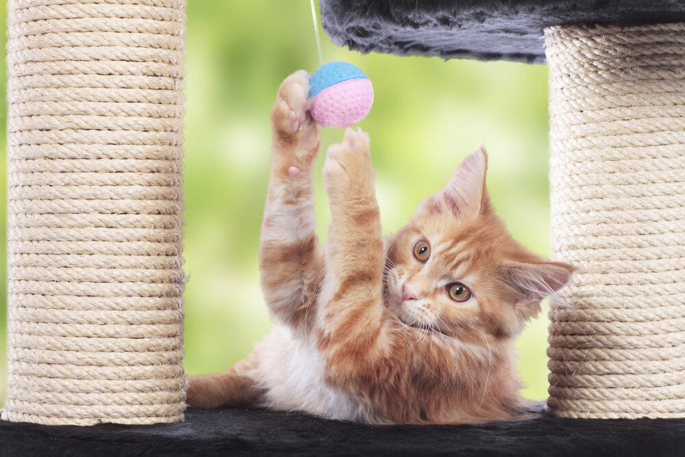 cat with toy