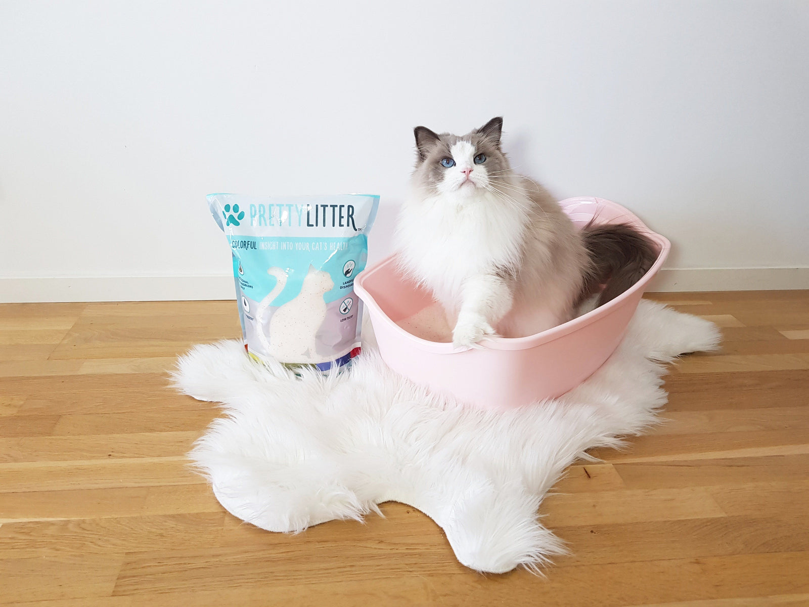 cat in litter box