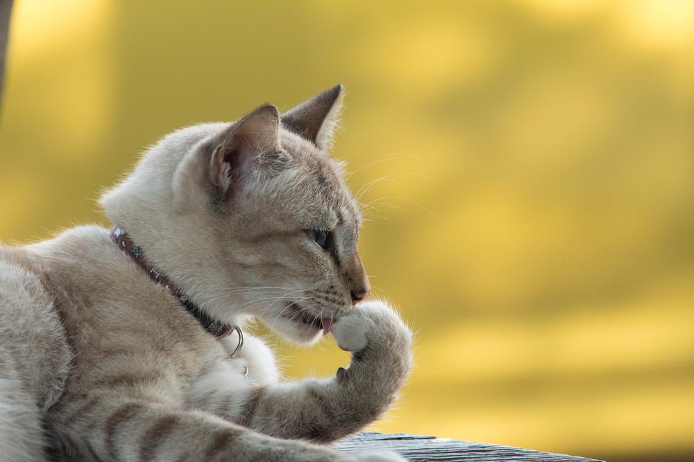 Cat Parents: You Might Be Nose Blind