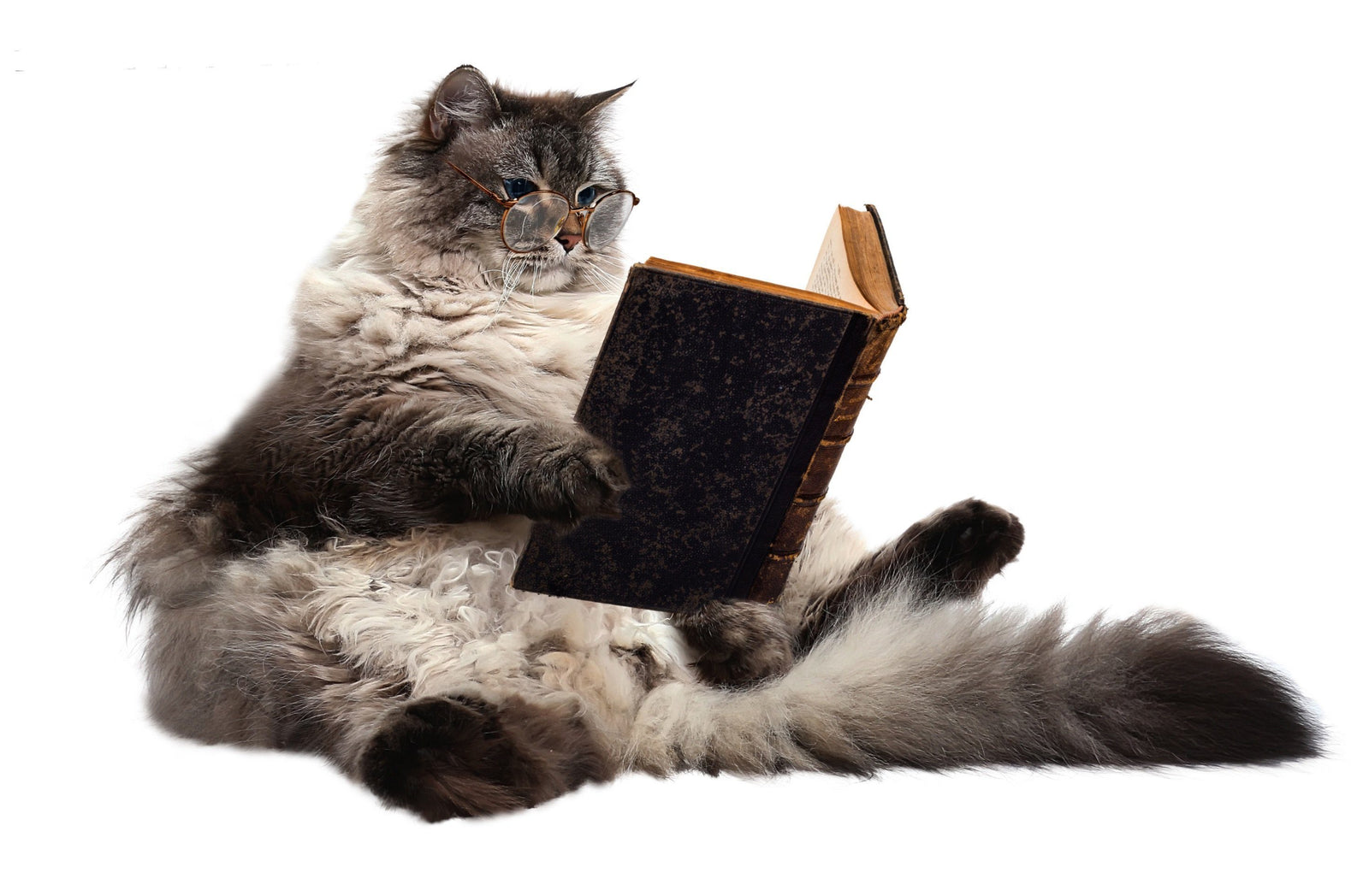 CAT READING