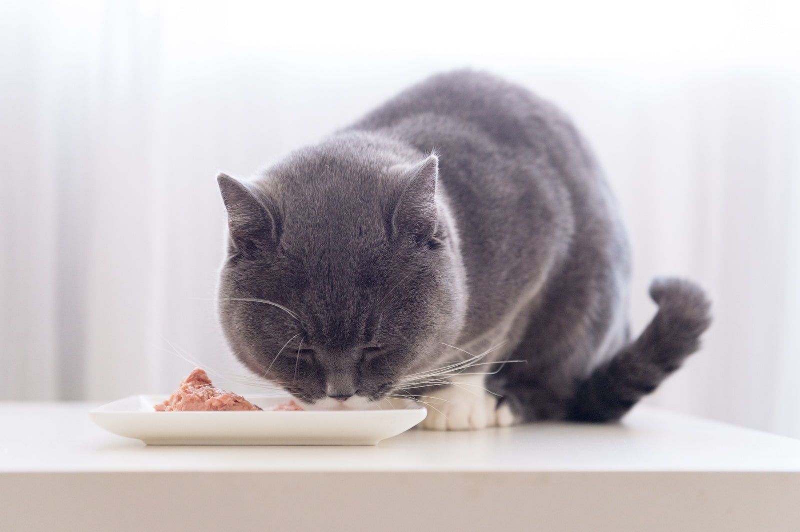 cat eating