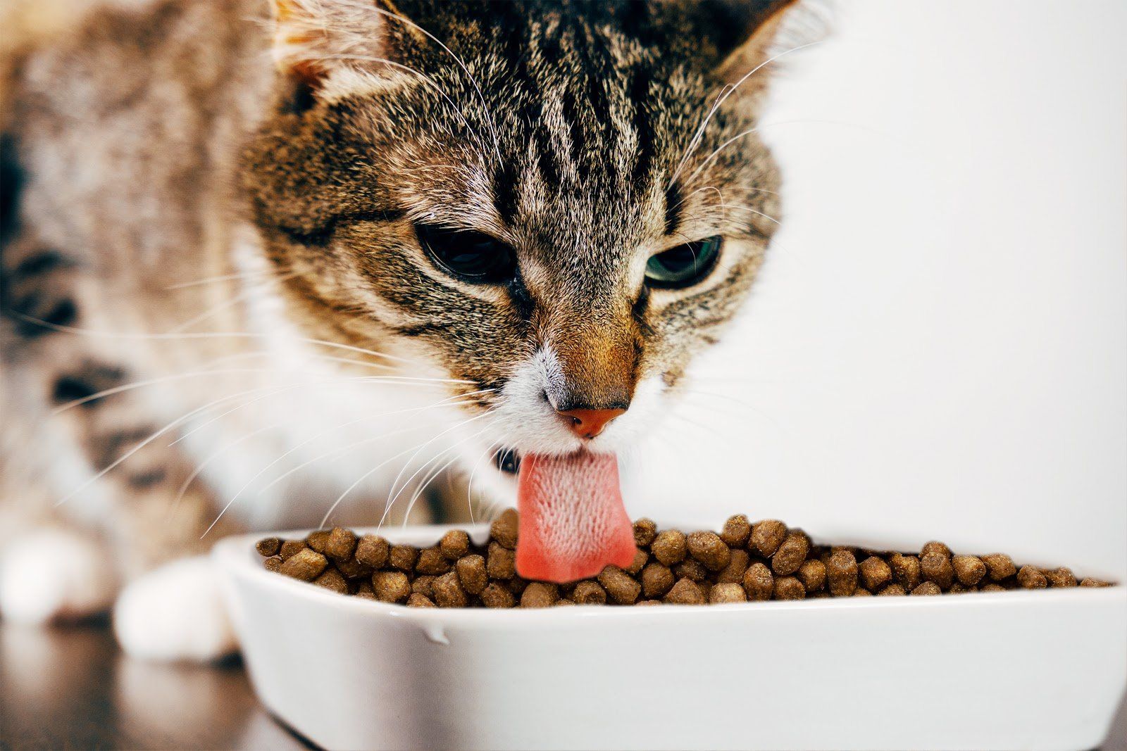cat eating food