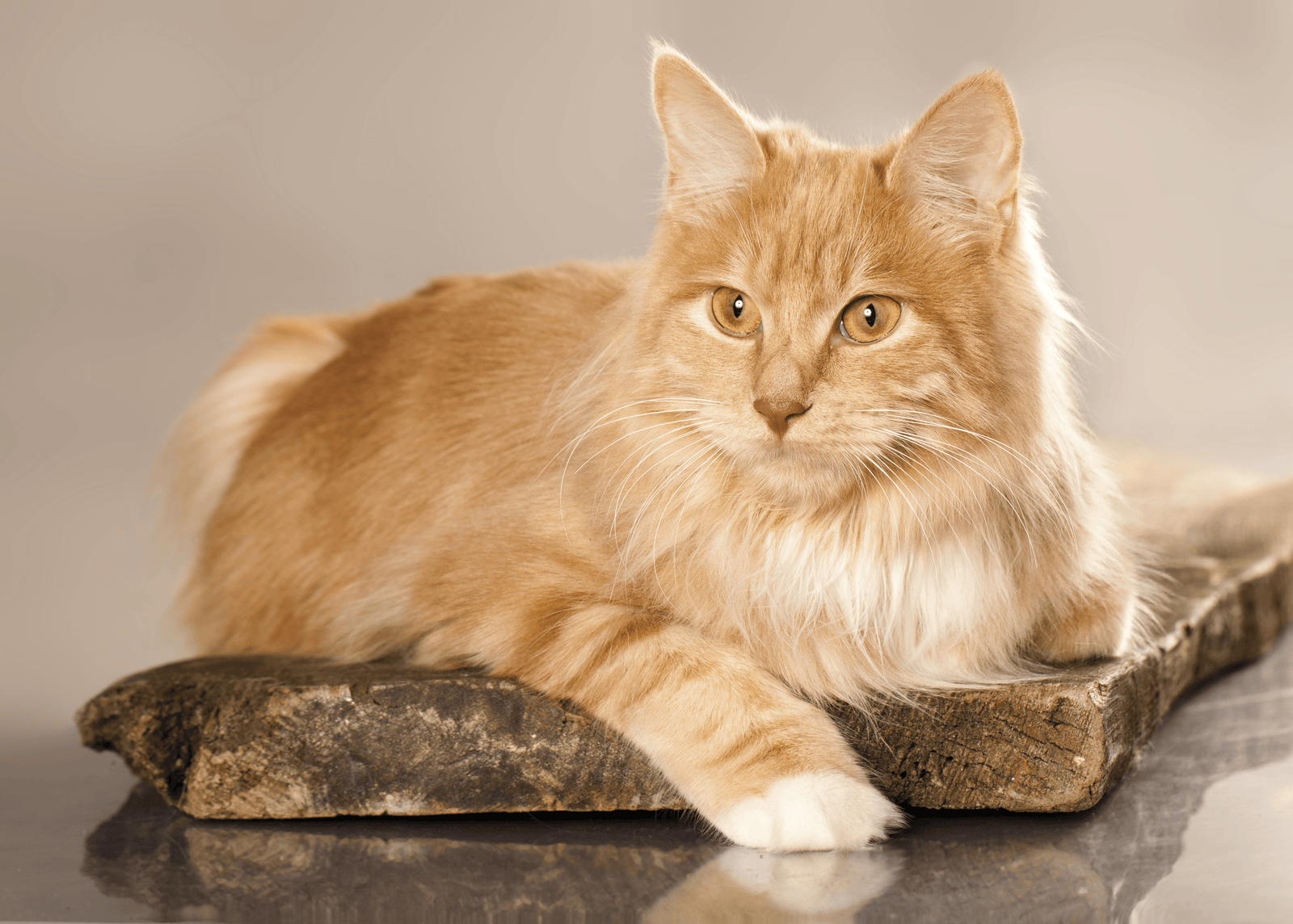 kurilian bobtail cat