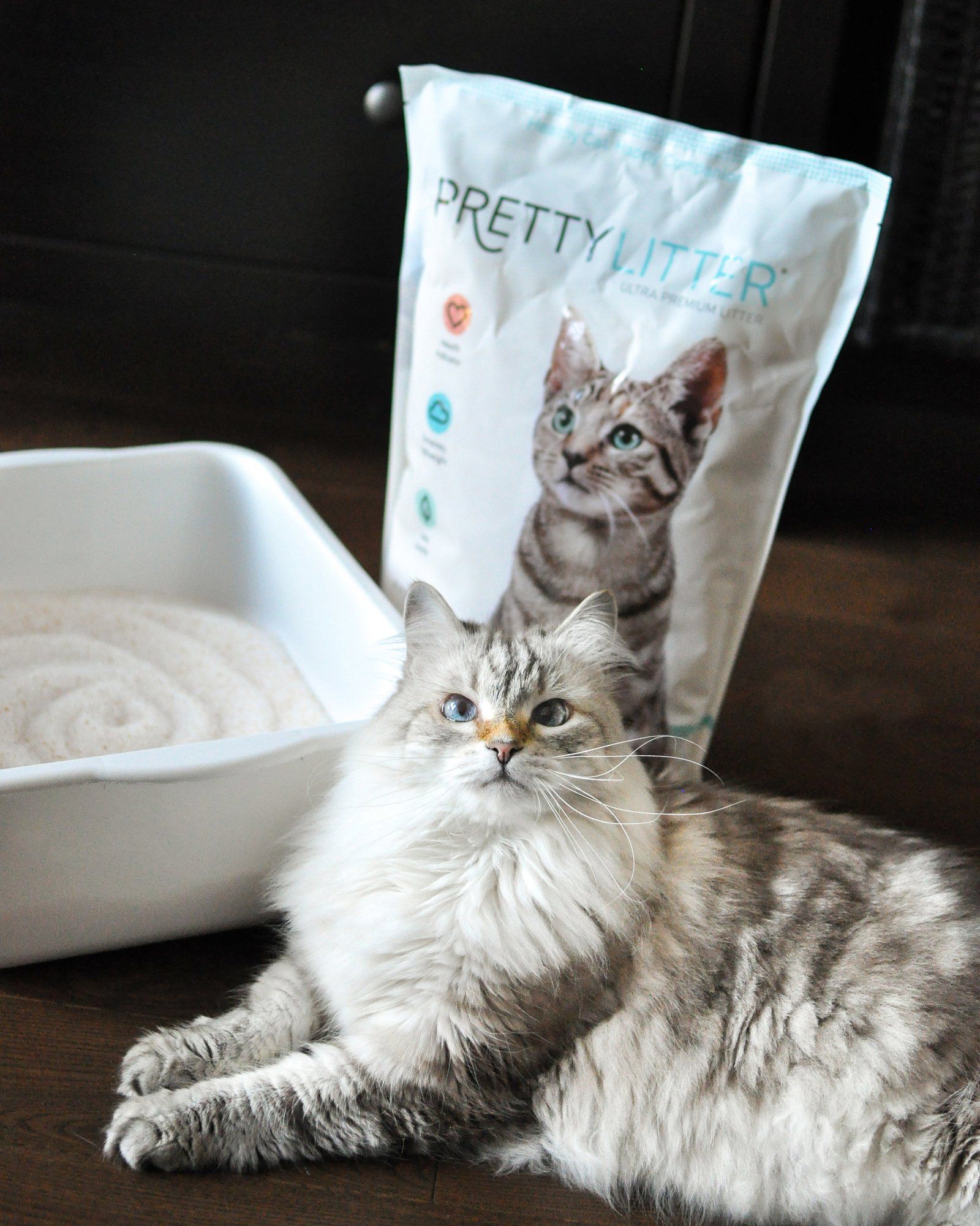 a cat with prettylitter