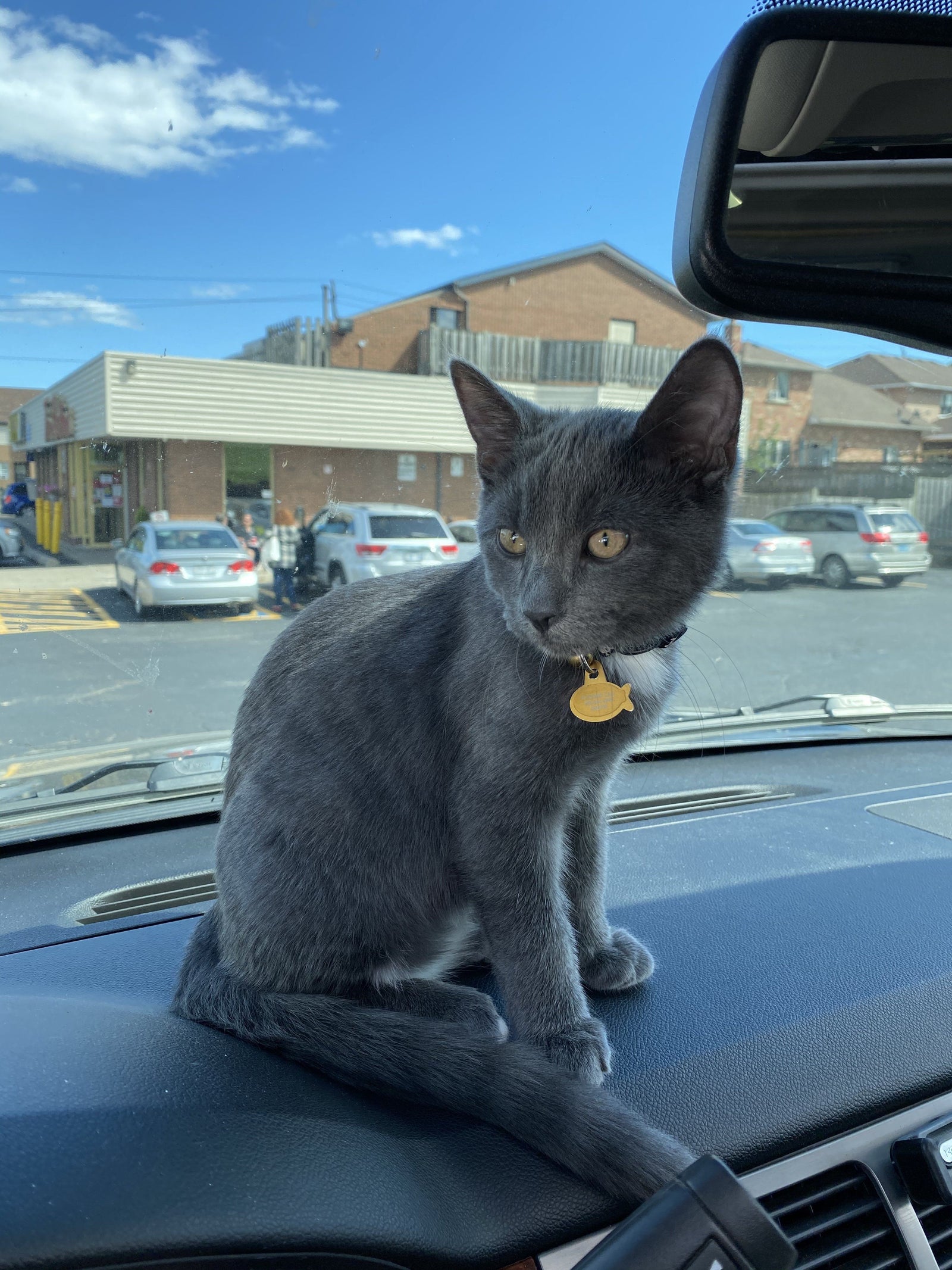 May Cool Cat of the Month: Meet Oliver!