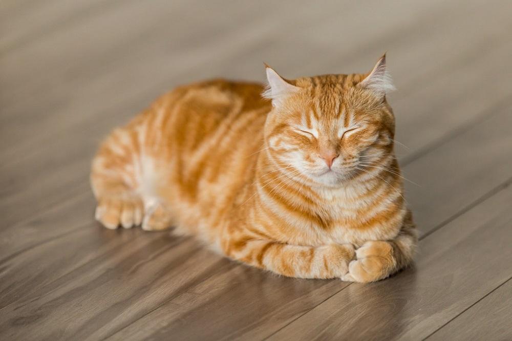 Roundworms vs. Tapeworms in Cats