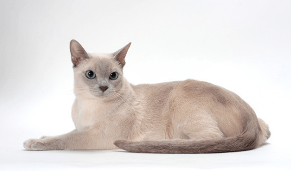 Tonkinese Cats