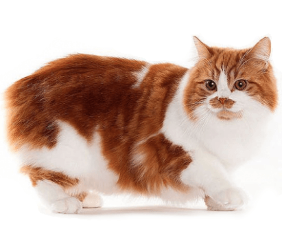 Cymric Cat