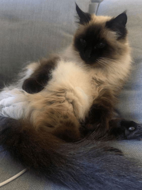 Kyle - Cool Cat of the Month