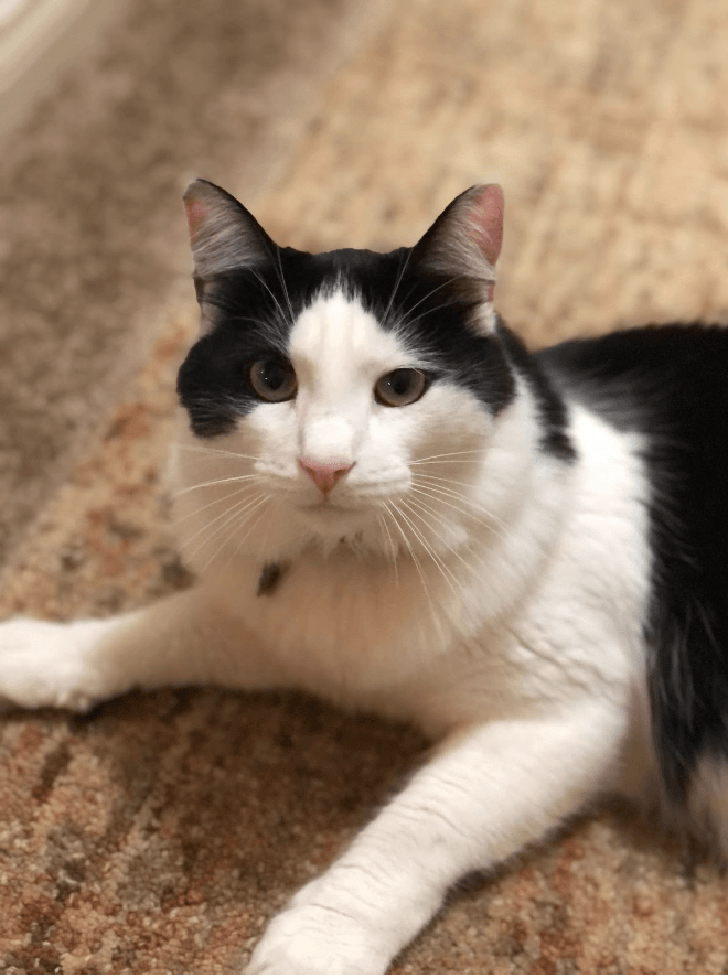 May Cool Cat of the Month: Meet Reggae!