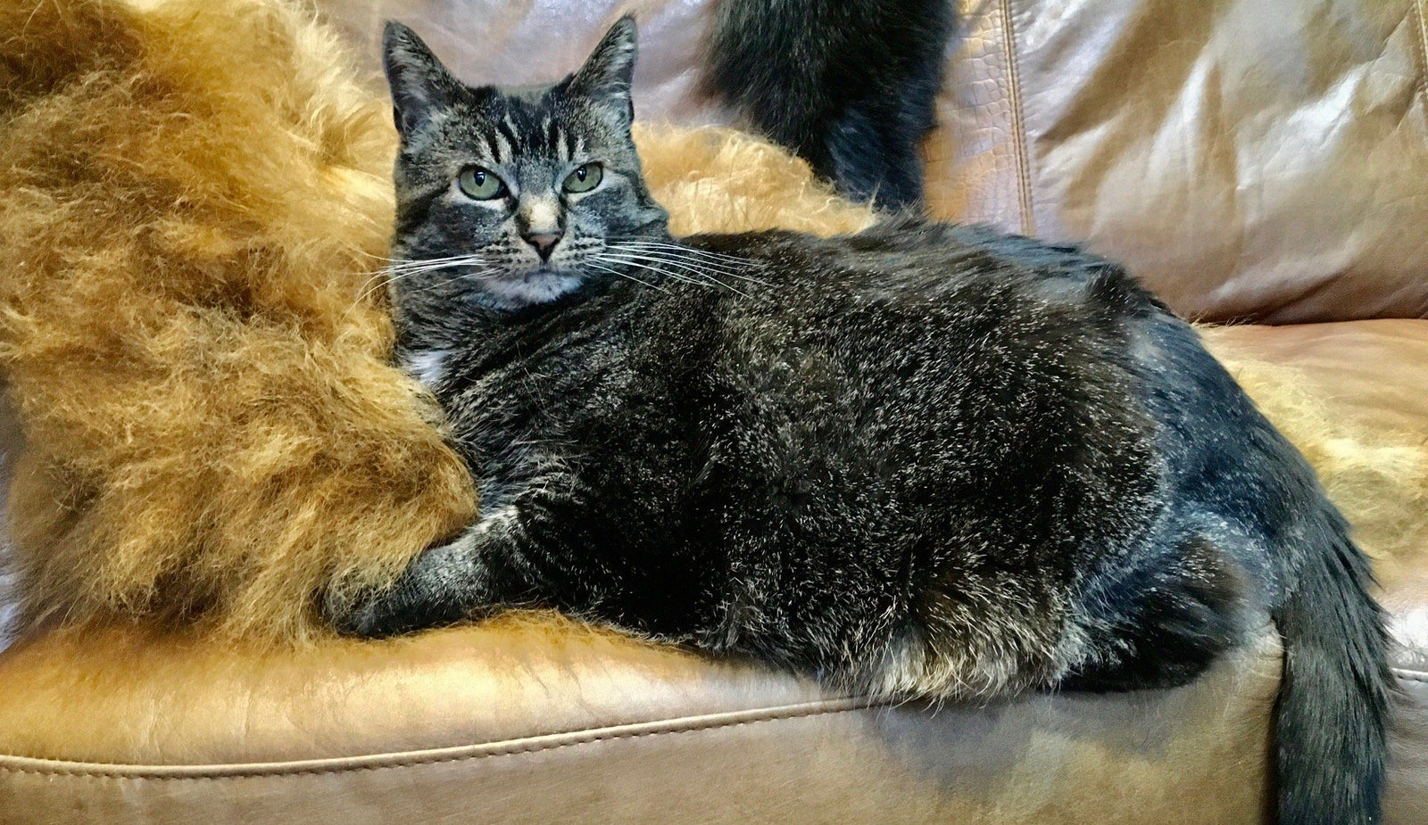 December Cool Cat of the Month: Meet Sophia Montana!