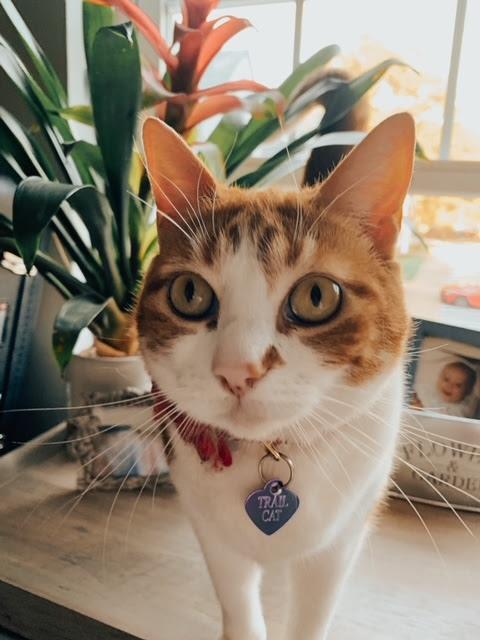 December Cool Cat of the Month: Meet Trail Cat!