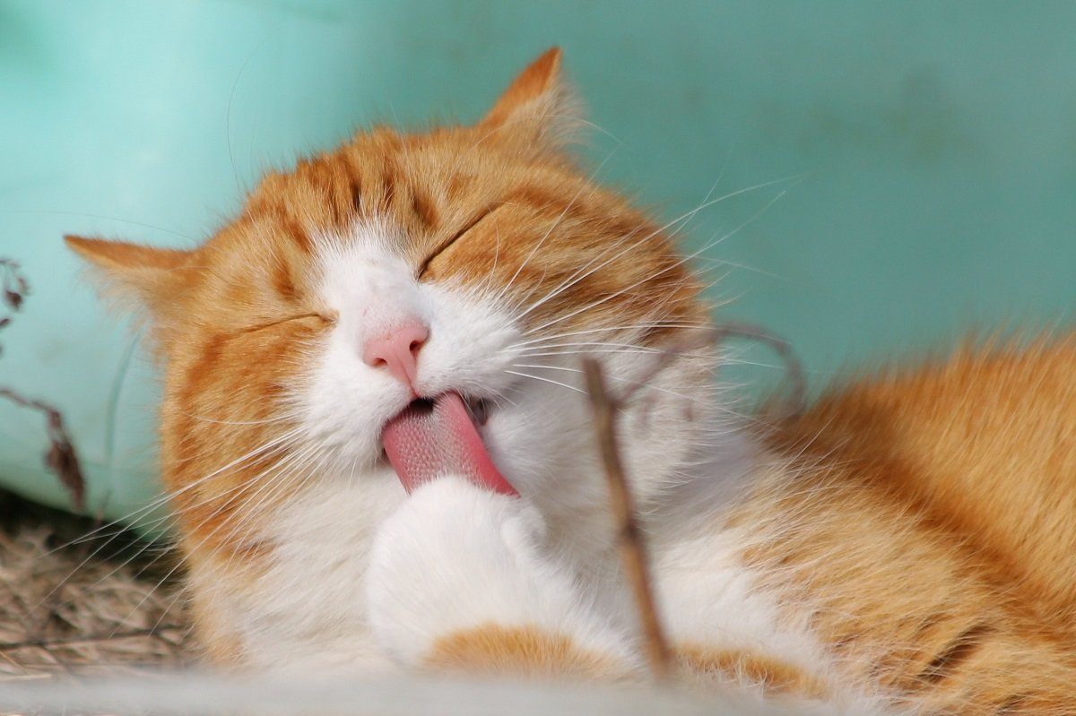 Try These Solutions to Common Cat Problems Affecting Your Kitty
