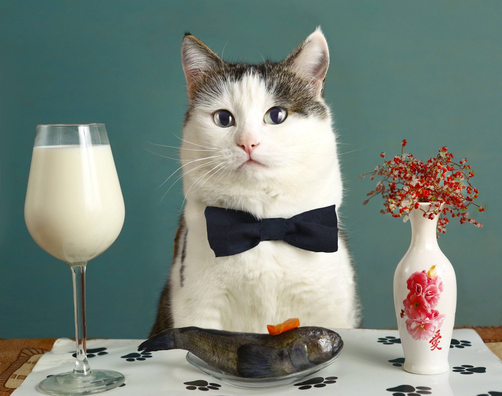 cat with milk