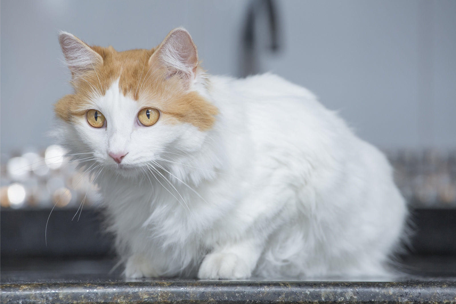 van hybrid cat
