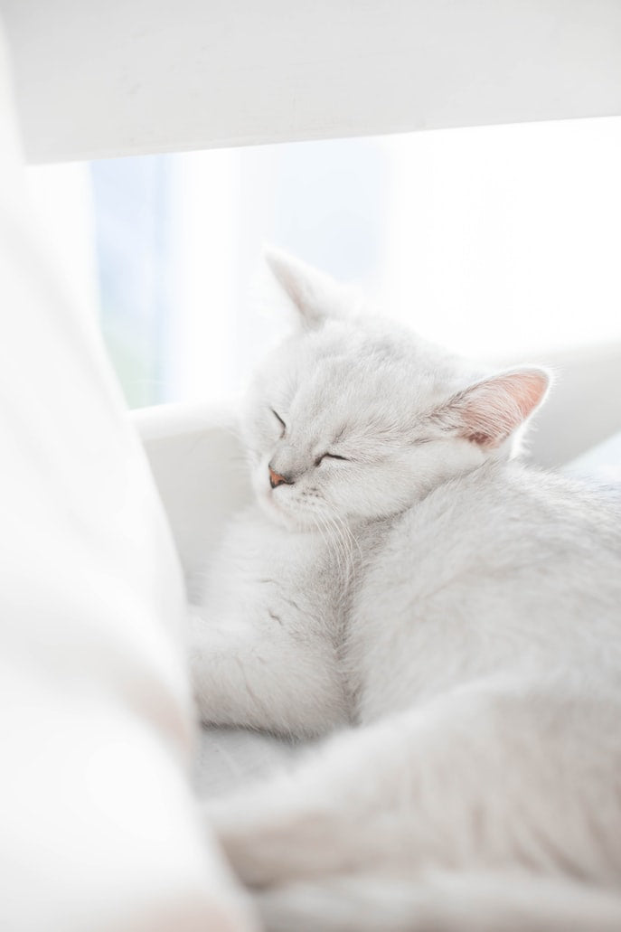 Why Do Cats Knead?