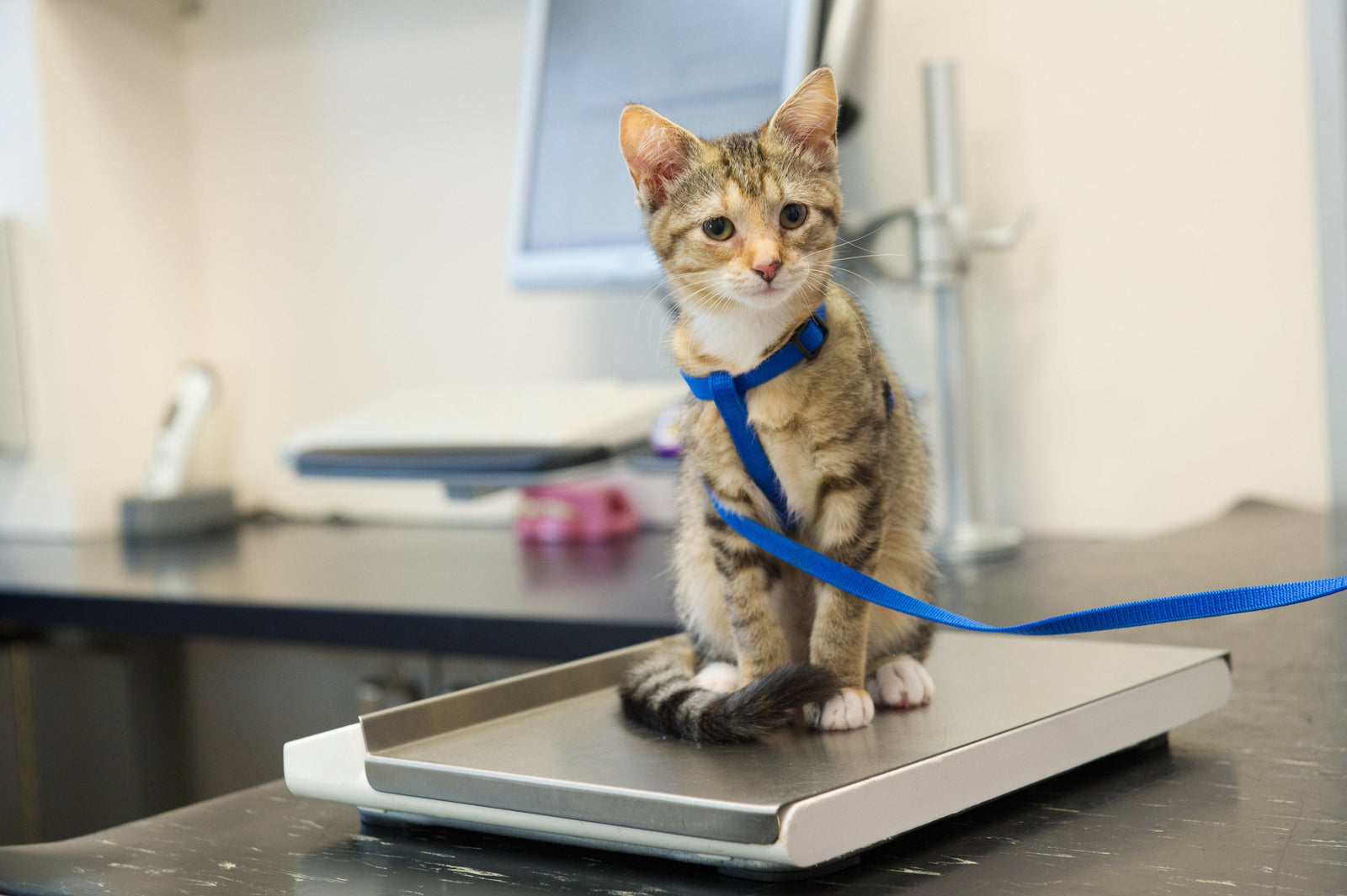 healthy kitty weight