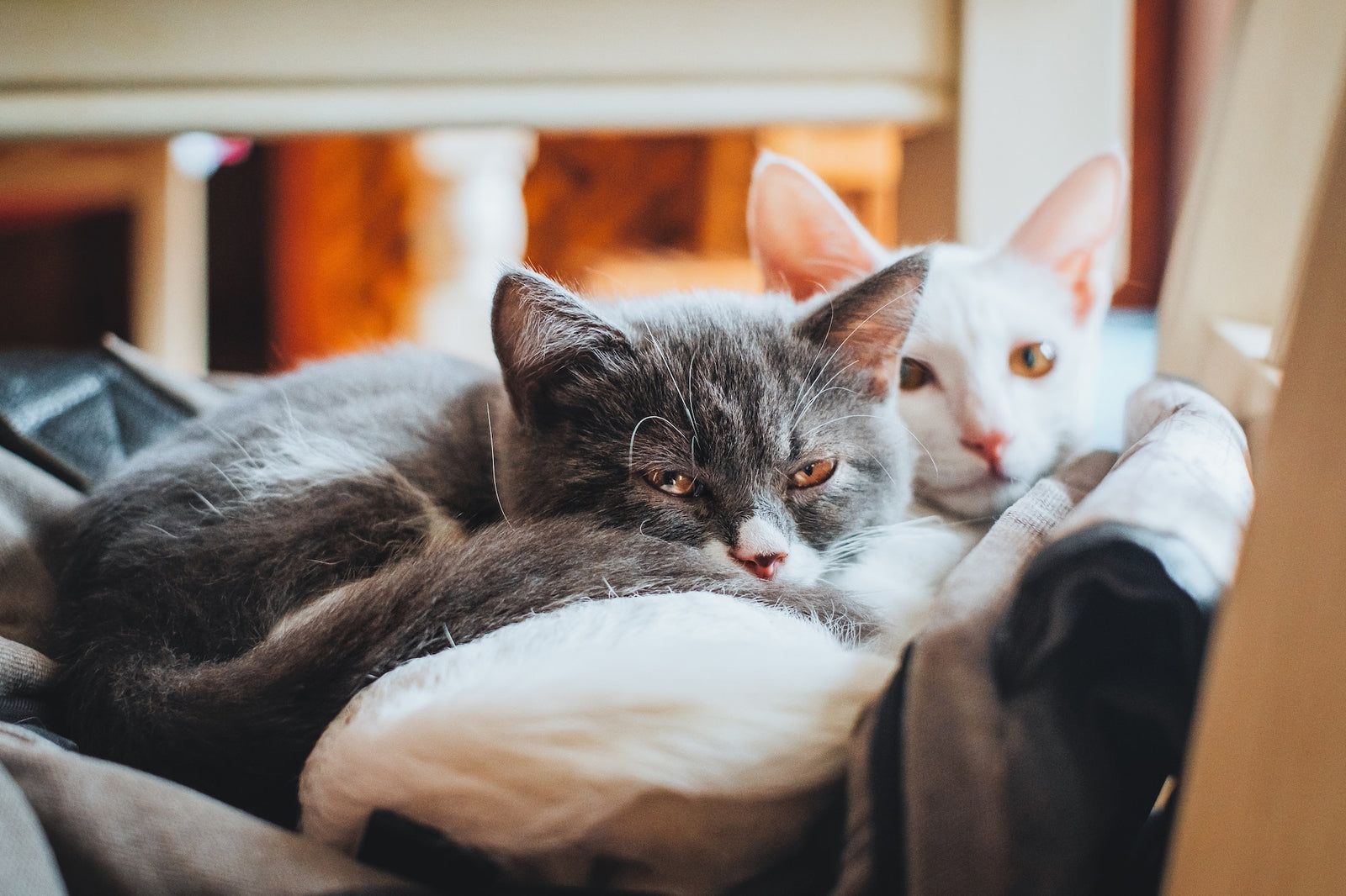 How To Litter Train An Older Cat
