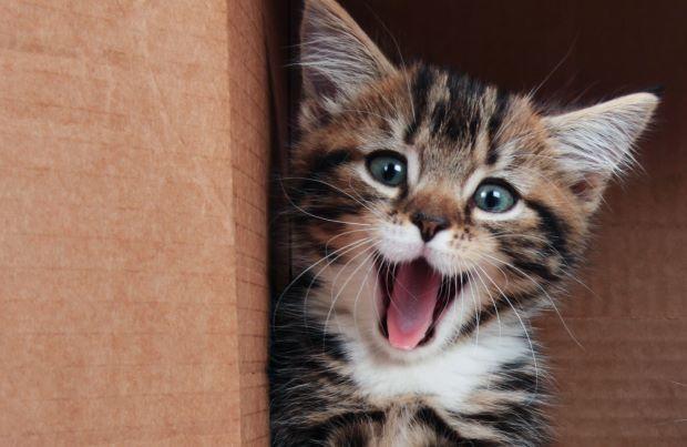 Kitty Kisses: Why Does My Cat's Tongue Feel Like Sandpaper