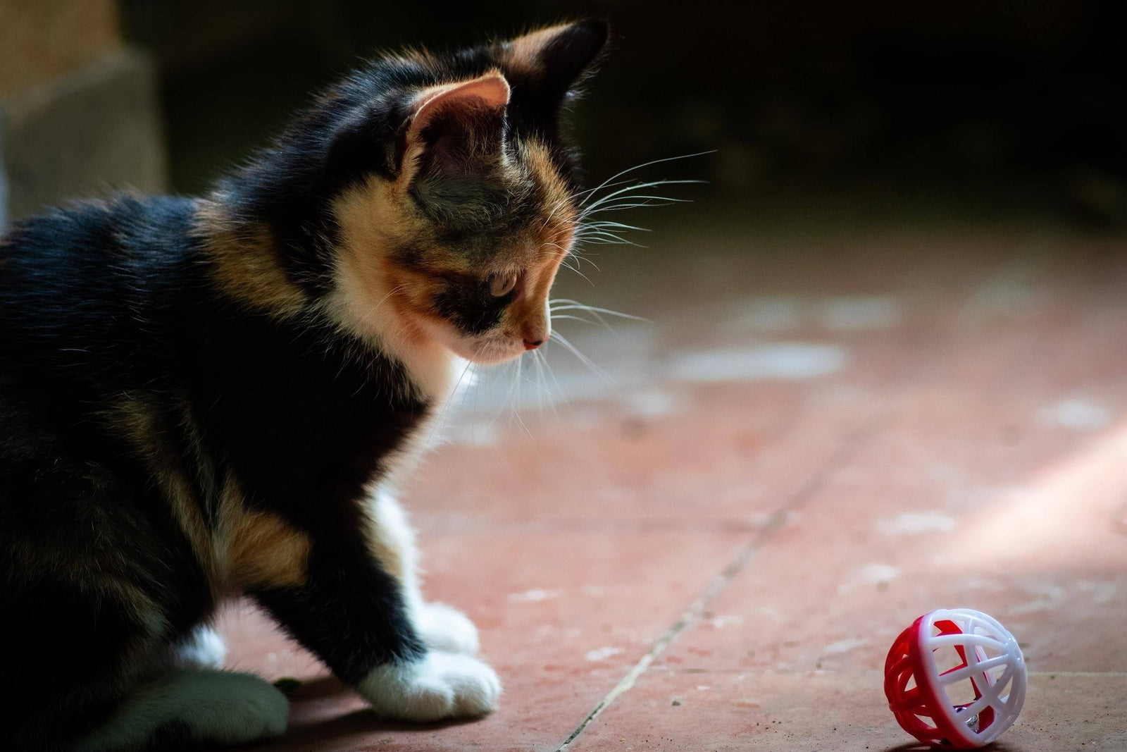 Is My Cat Exercising Enough?
