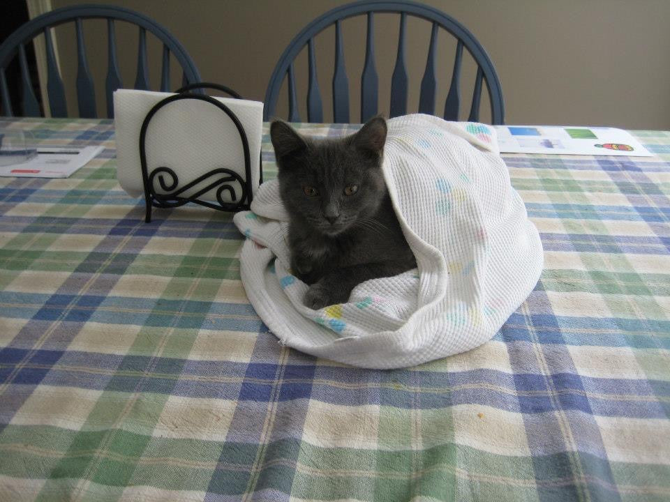 March Cool Cat of the Month: Meet Princess Leia!
