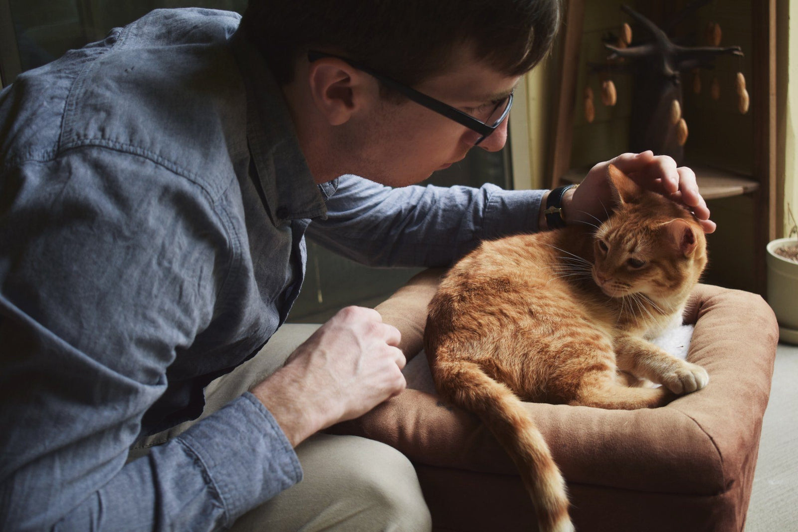 Cat Vomiting & Other Irregularities to Mention During Your Cat's Checkup
