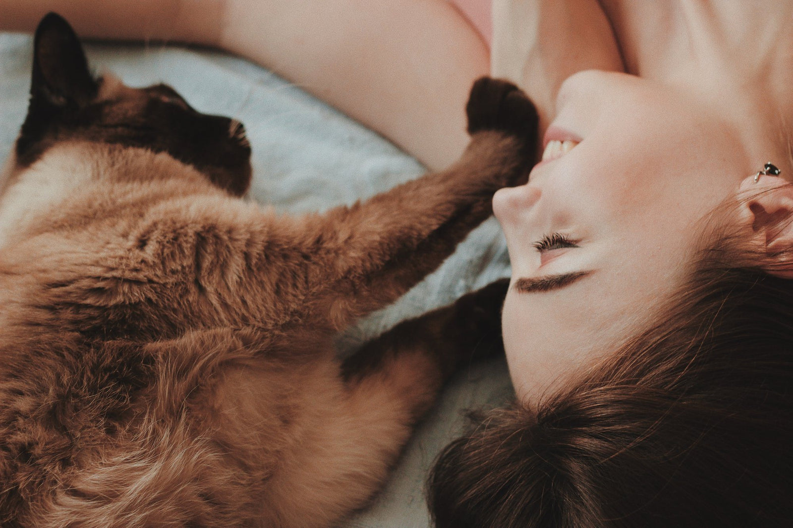 Cat Rehoming: Helping Your Newly Adopted Cat Adjust to Your Home