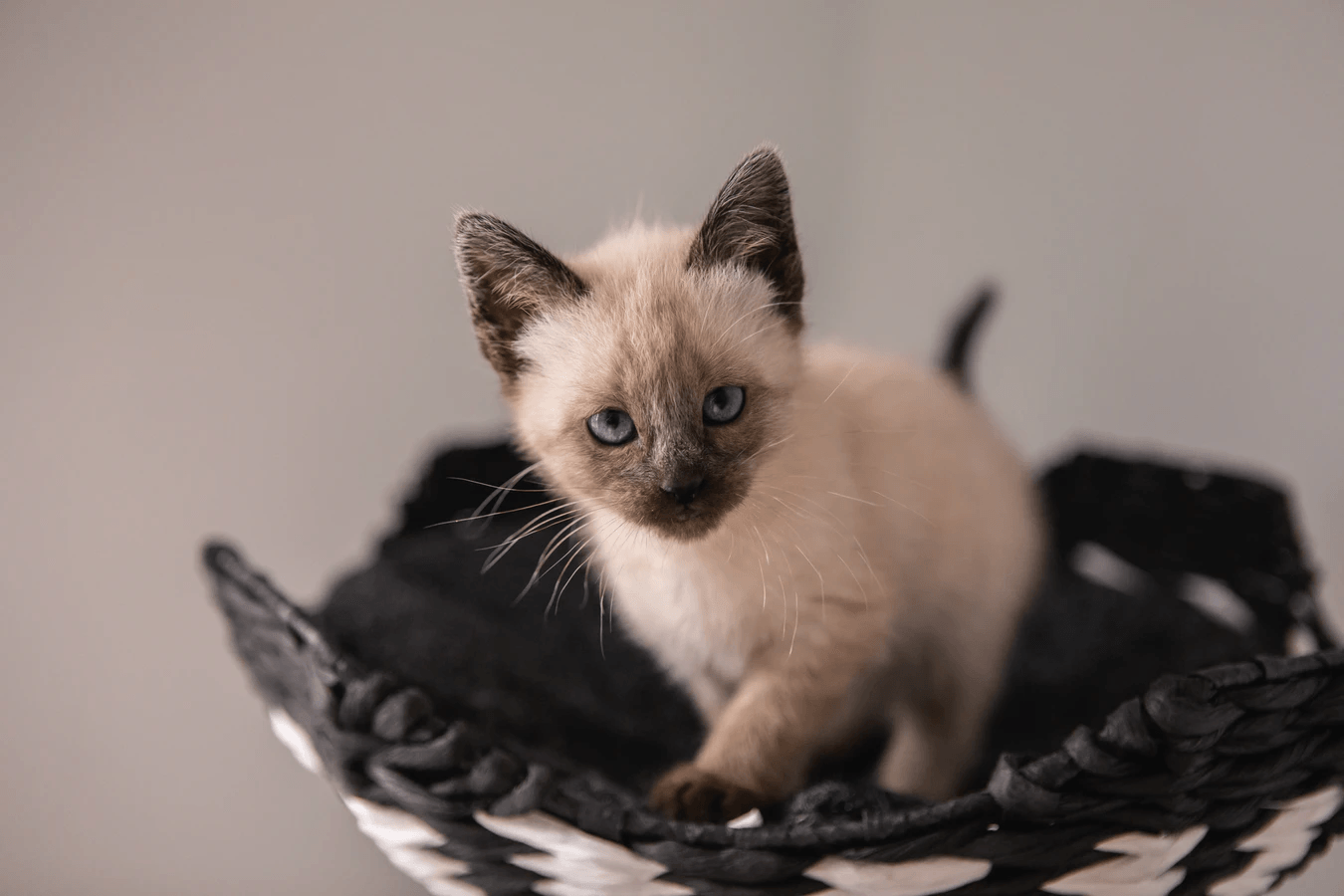 Hypoallergenic Cat
