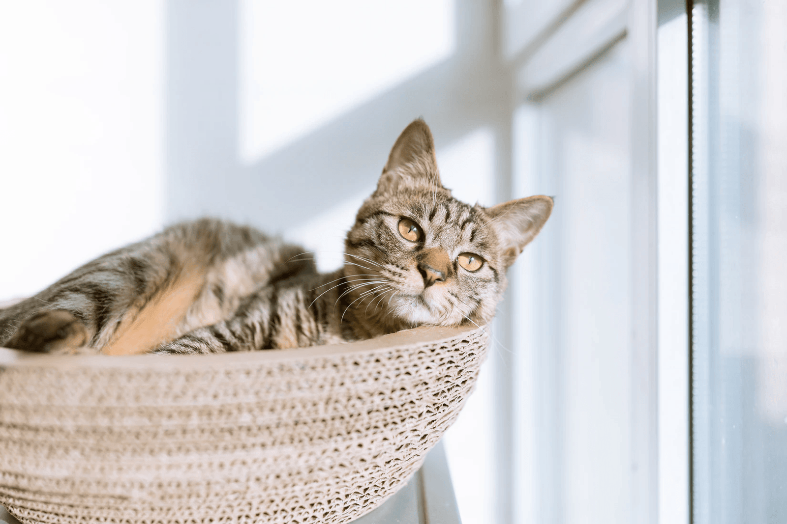 cat in basket by a window