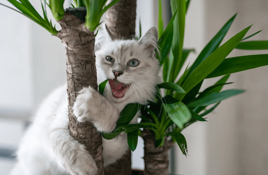 How to Make a Unique and Fun Scratch Post for Your Cat