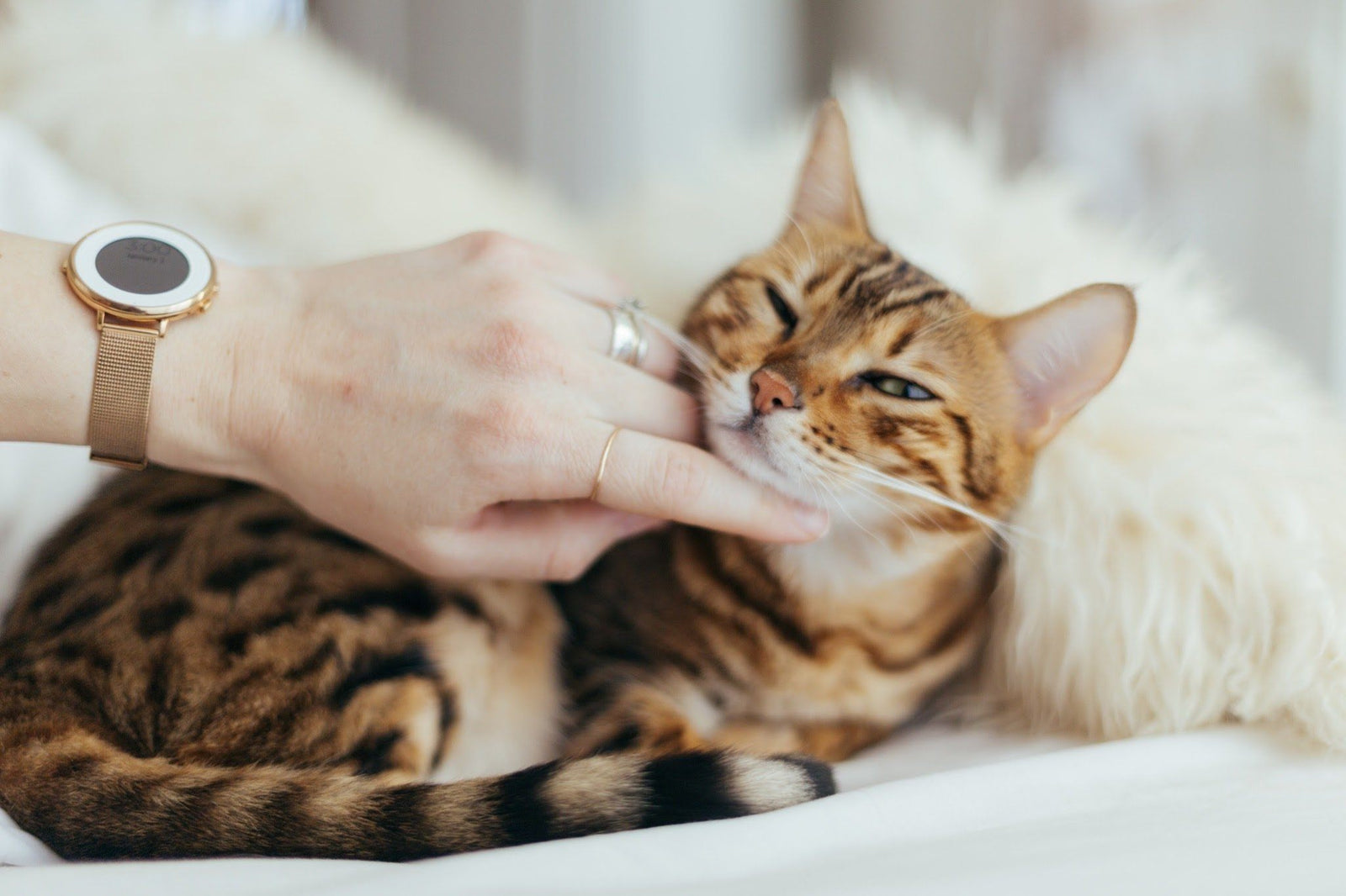 Why Does My Cat Bite Me?