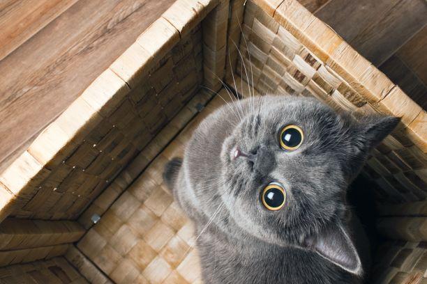 cat