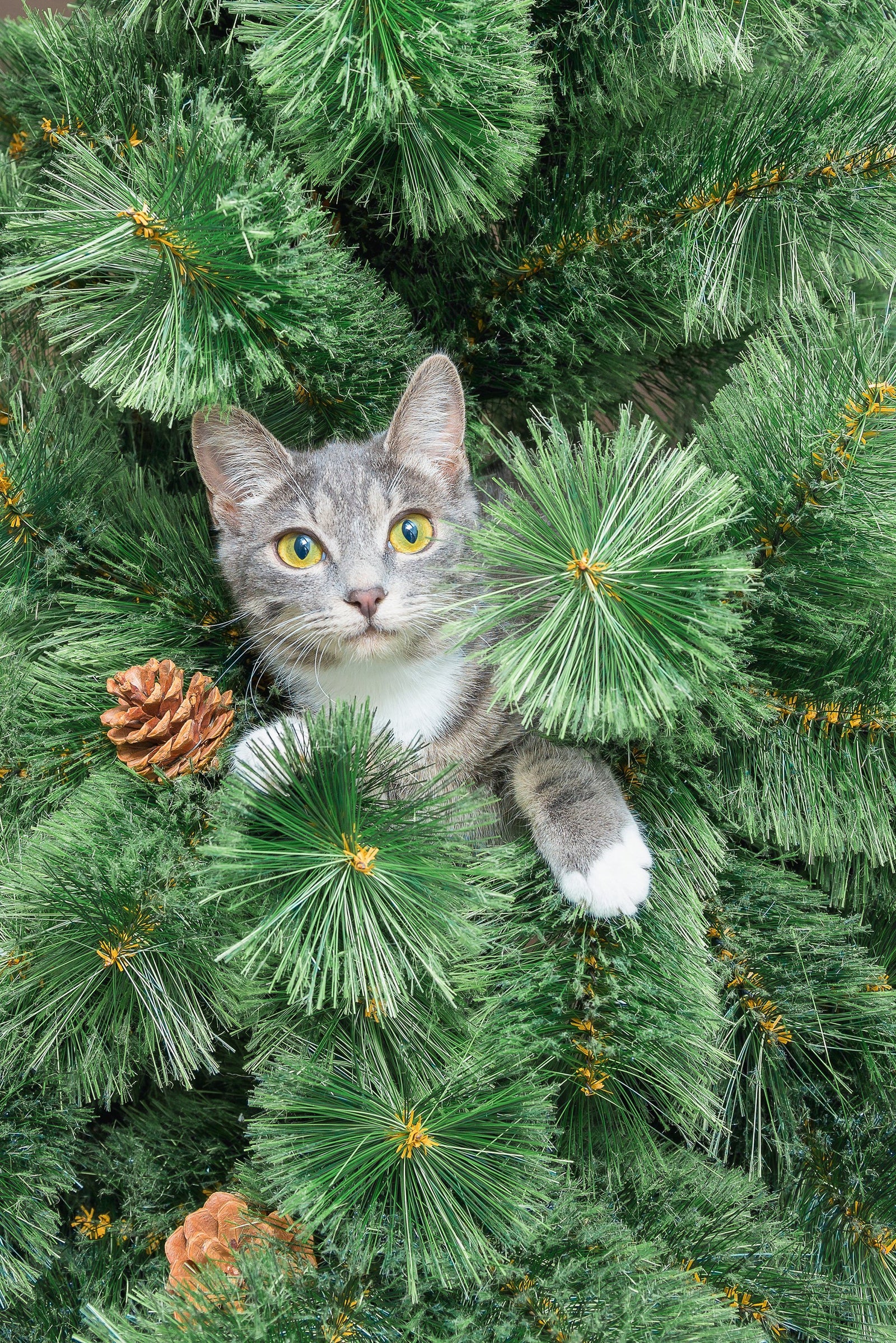 Safely Decorating for Christmas with Cats