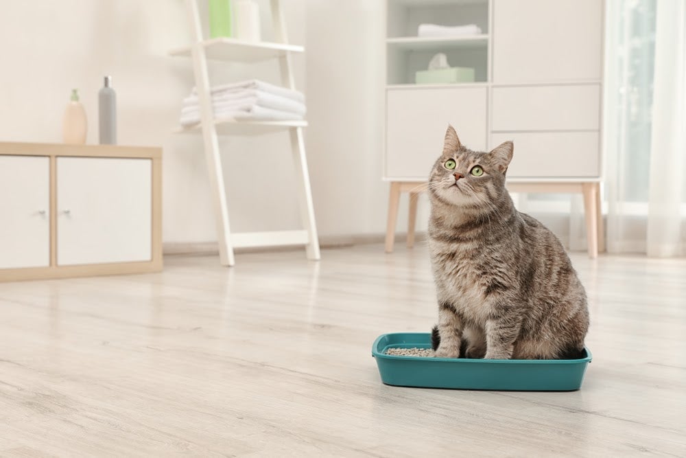 cat in litter box