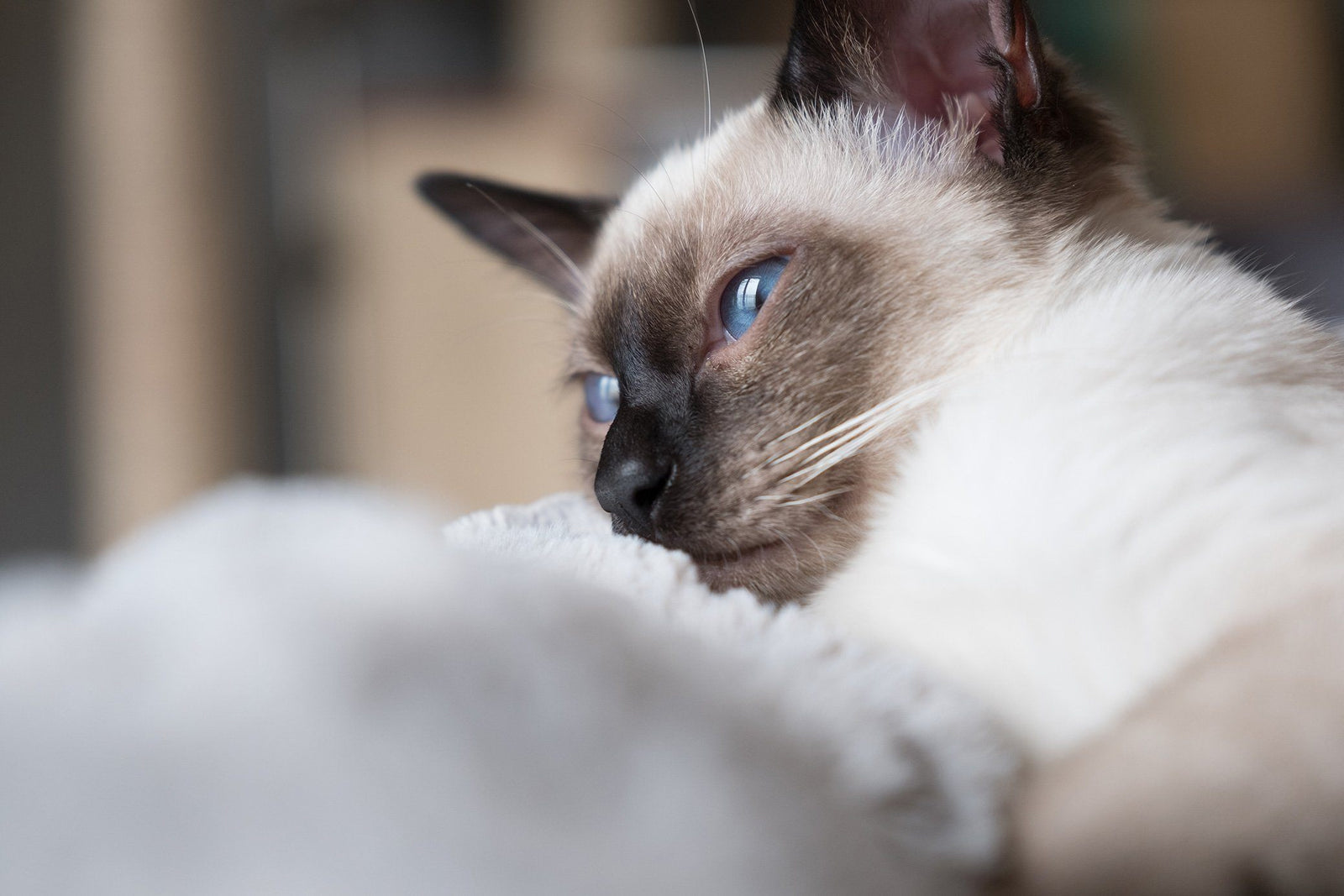 Cat Dementia