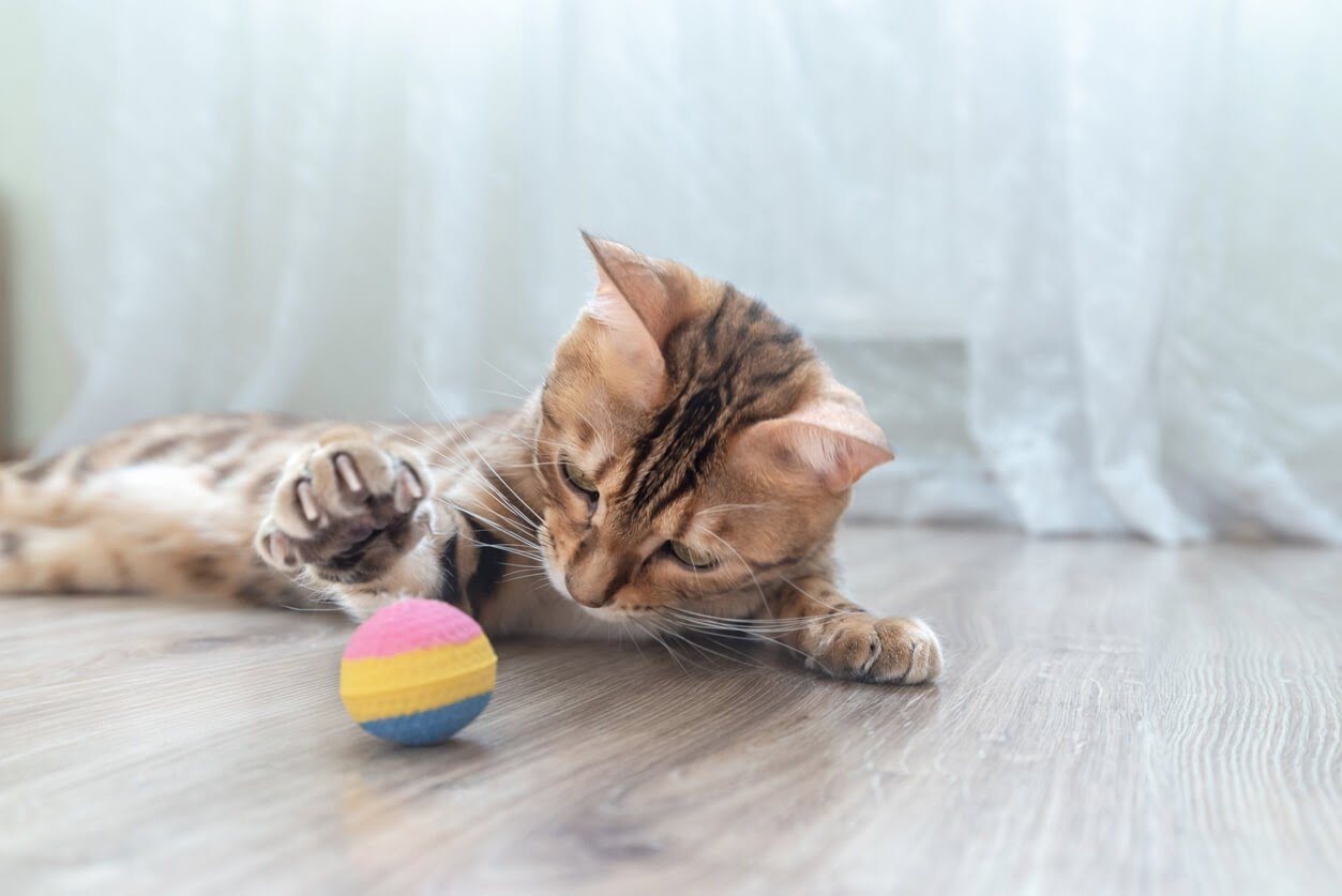 cat with ball