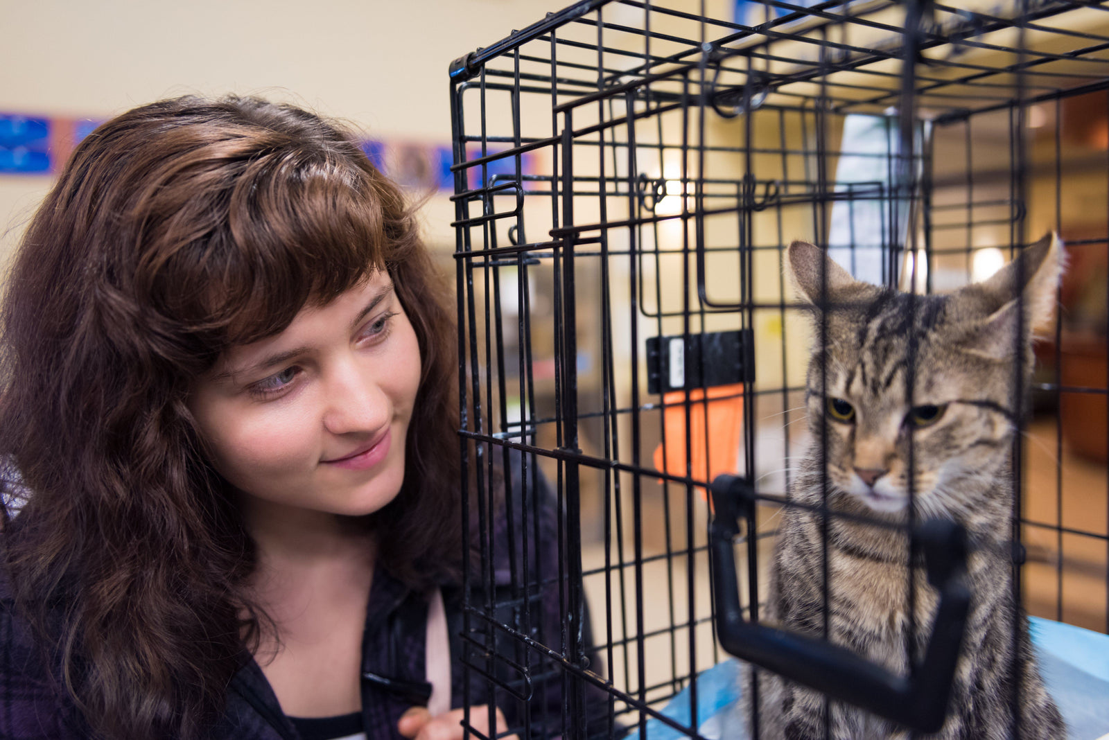 Tips For Adopting a New Cat