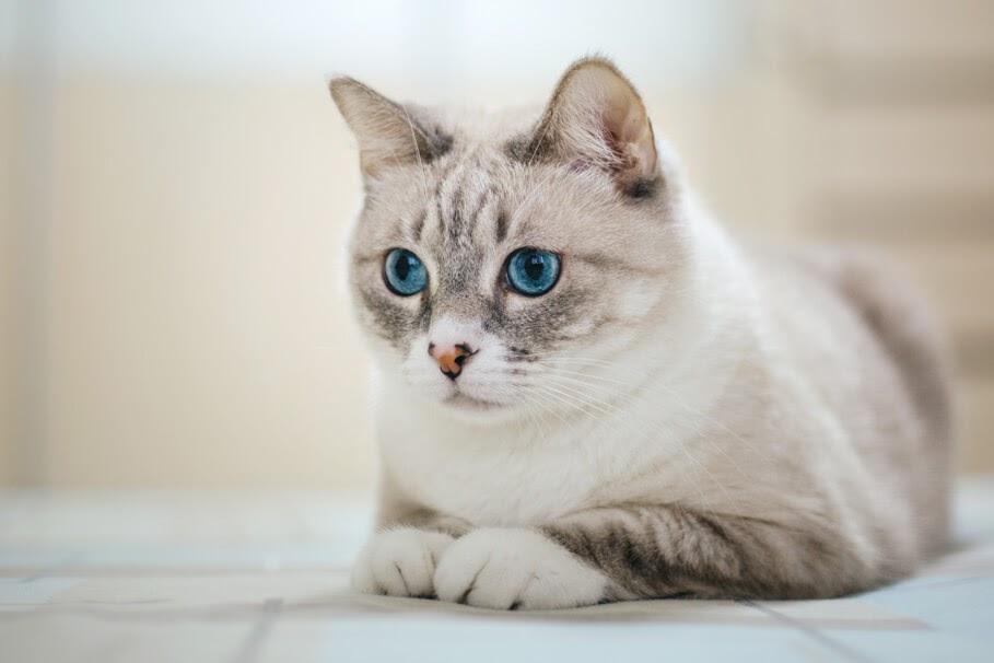 American Shorthair Cat Breed