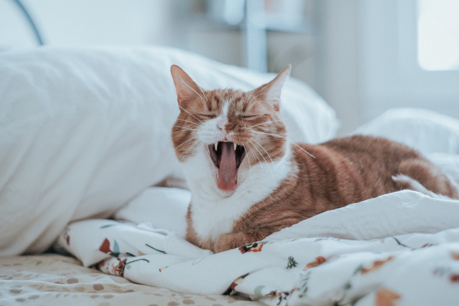 Why Is My Elderly Cat Yowling At Night?