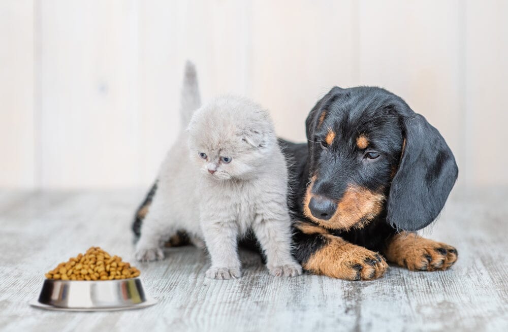 Why You Shouldn’t Feed Dog Food To Your Cat