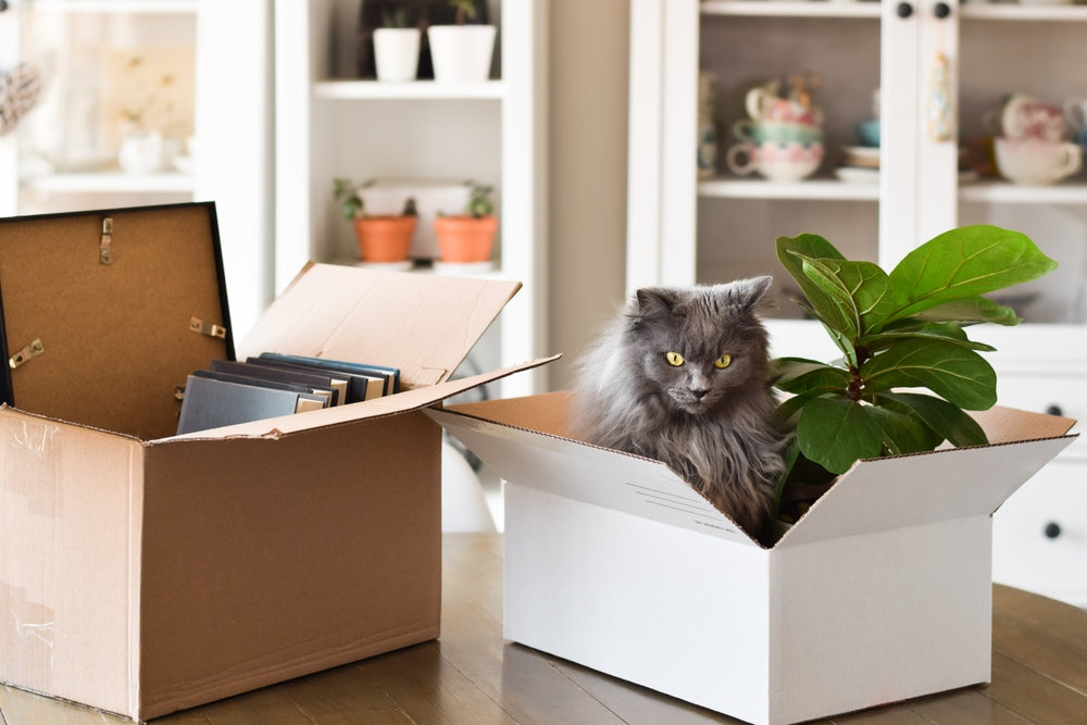 A Guide to Moving with Your Furry Friend