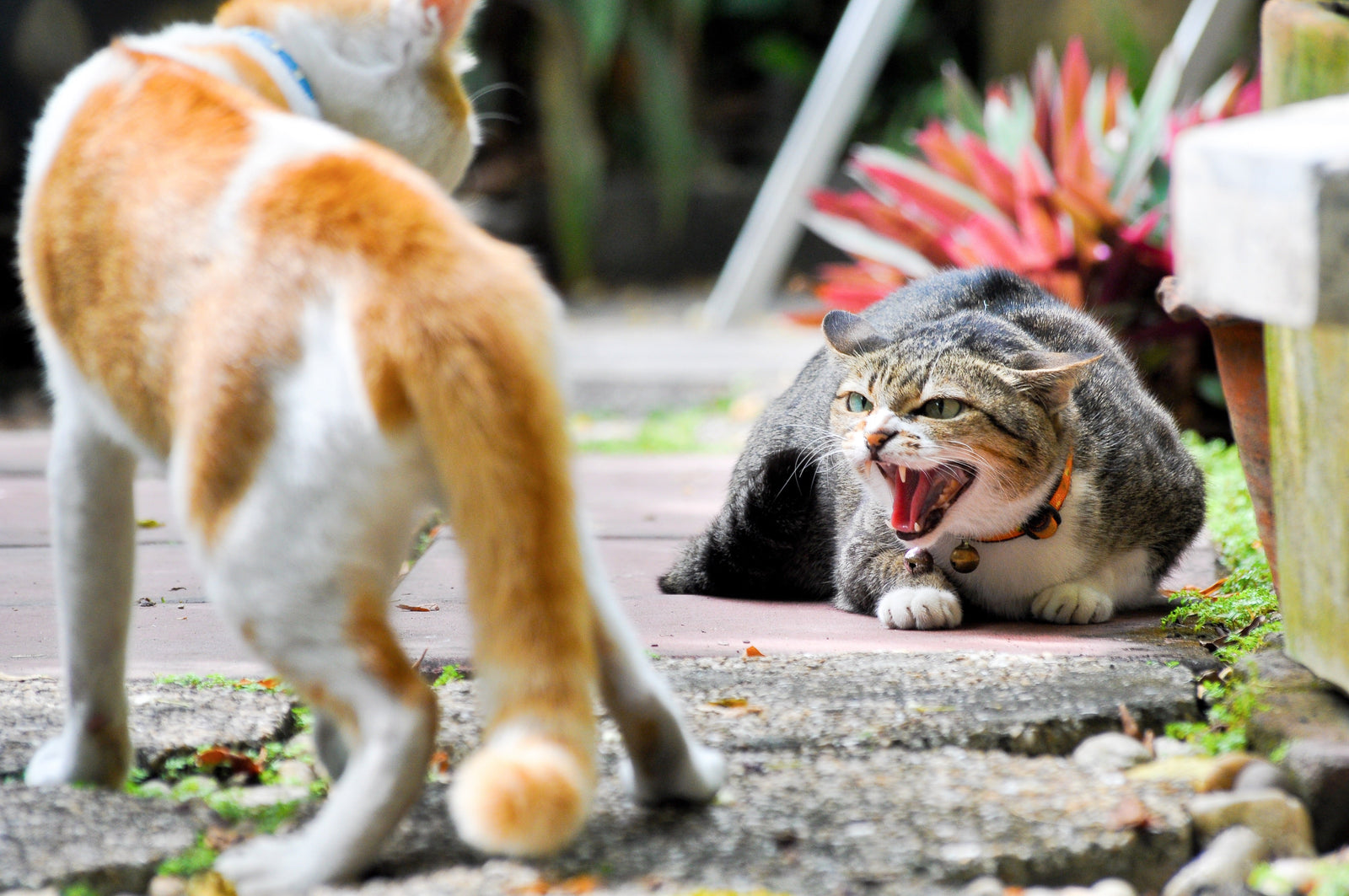 Why Is My Cat Hissing? Causes, Body Language, and What to Do