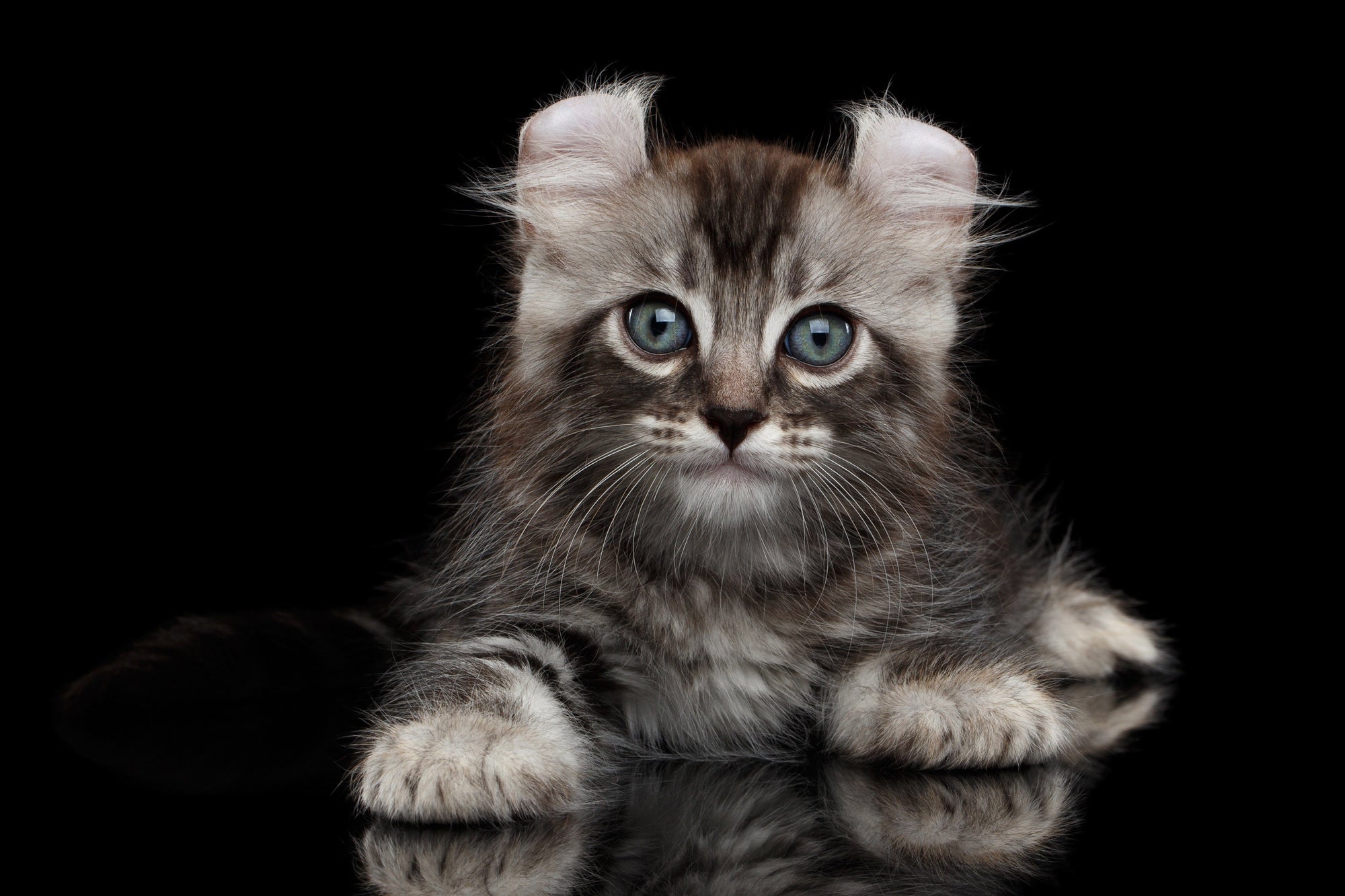 Everything You Need to Know About American Curl Cats