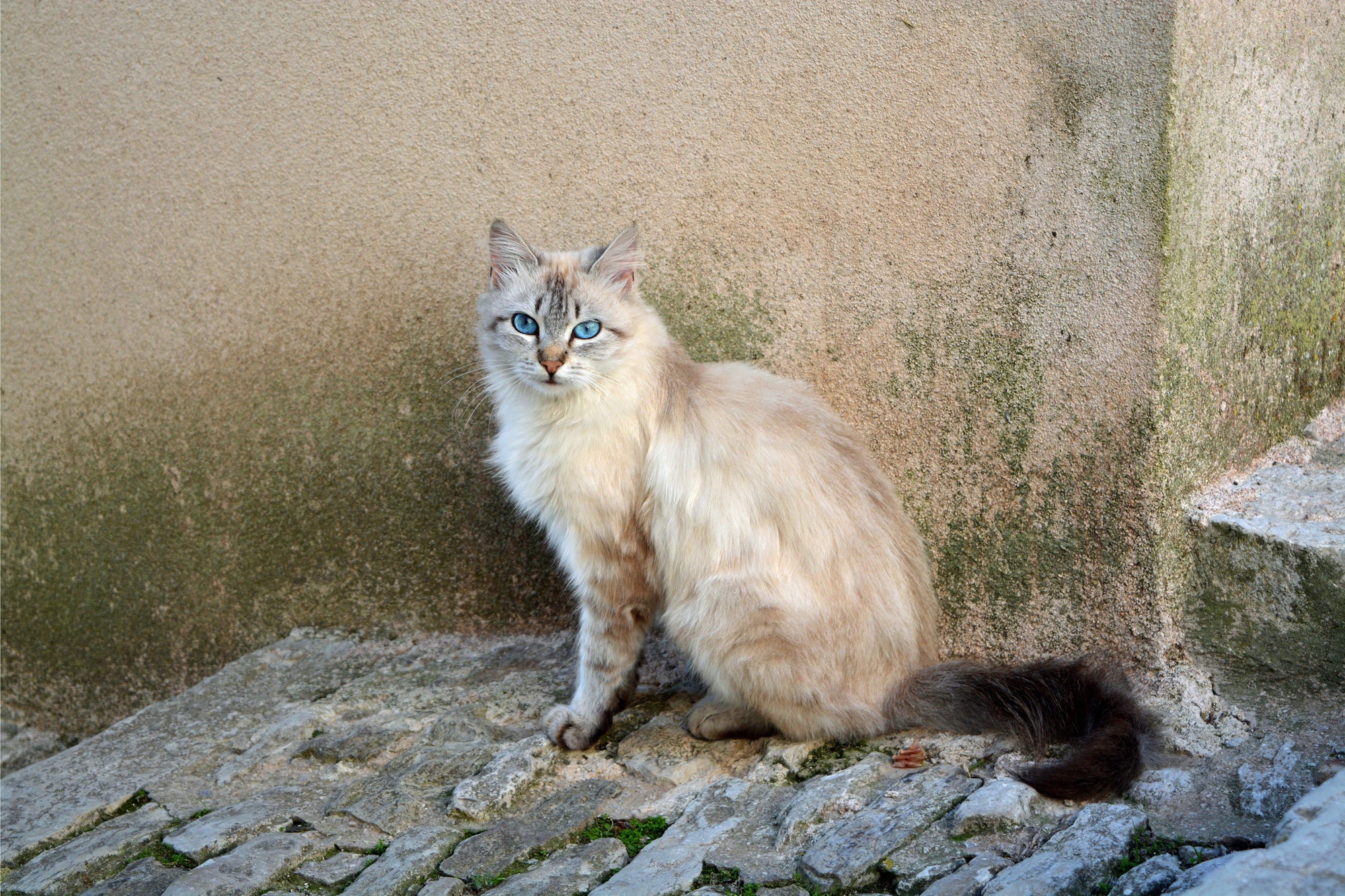 All About the Balinese Cat Breed
