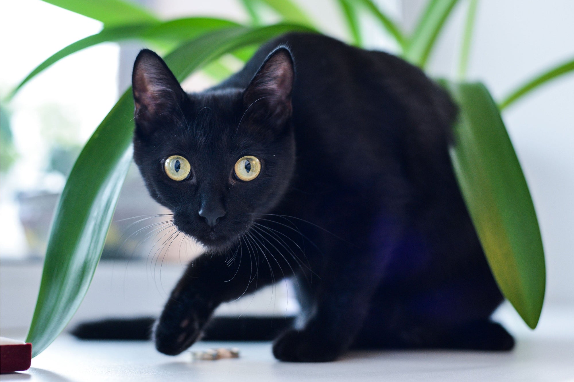 The Bombay Cat: Breed History, Fun Facts and Myths