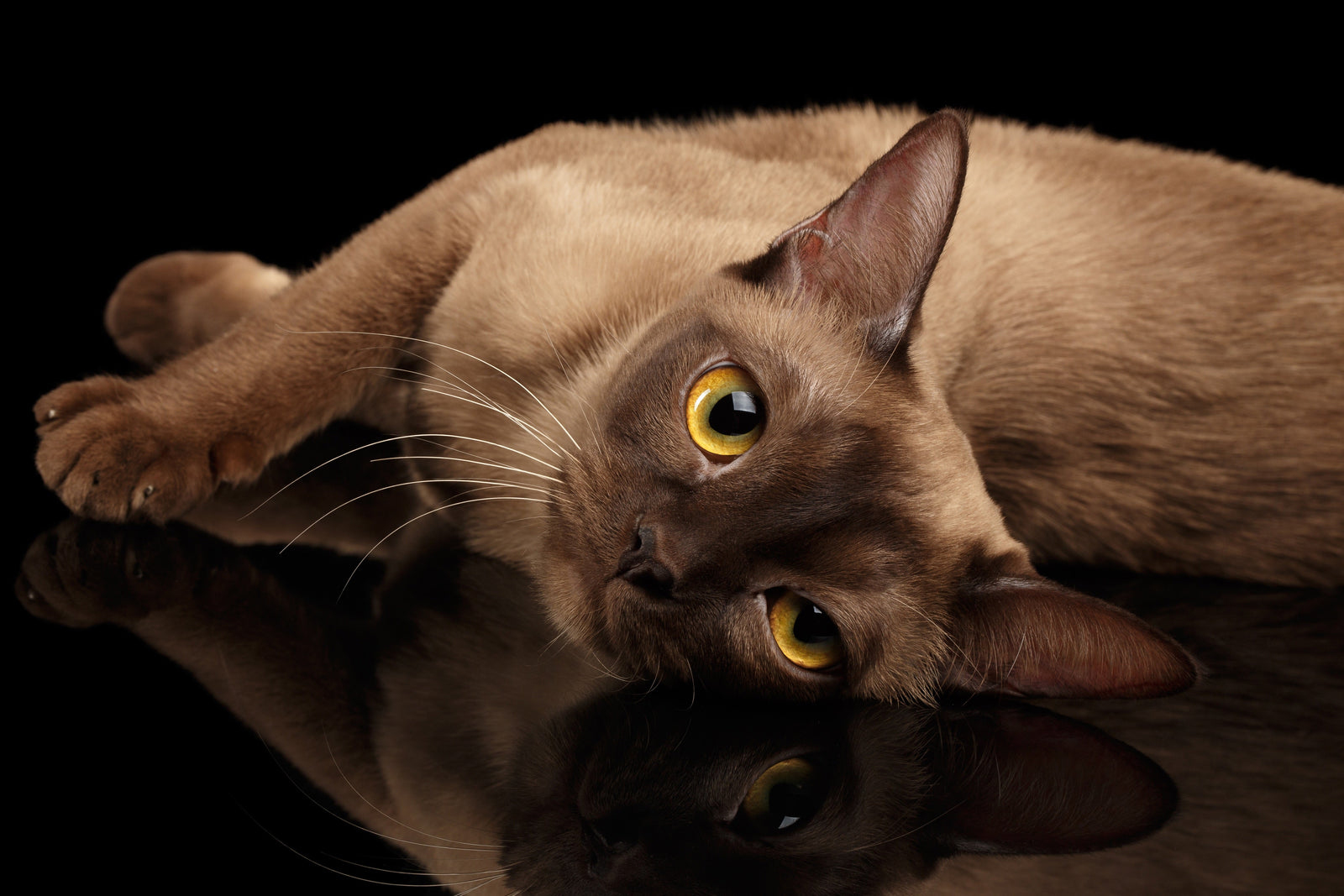 European Burmese Cat: Personality, Traits, Health, and Care