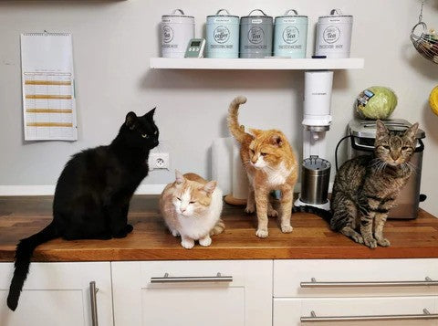 Best Cat Litter for Multiple Cats: What to Look For and How to Choose the Right One
