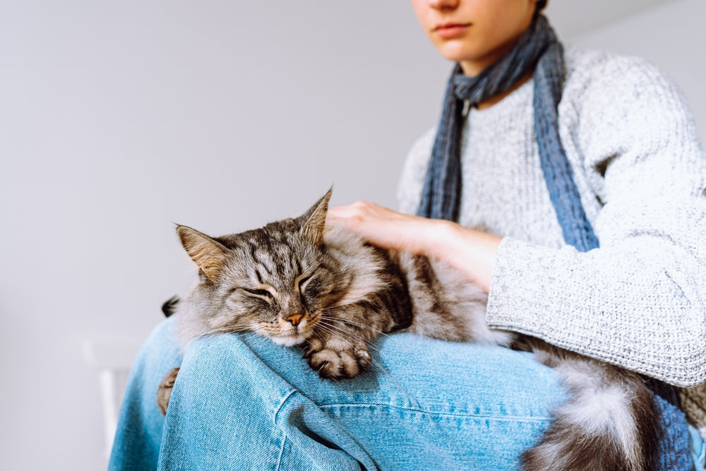 Can Cats Get Kidney Stones?