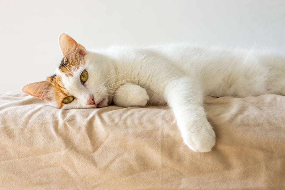 Best Cat Litter for Cats with Asthma: Vet-Endorsed Low-Dust Picks