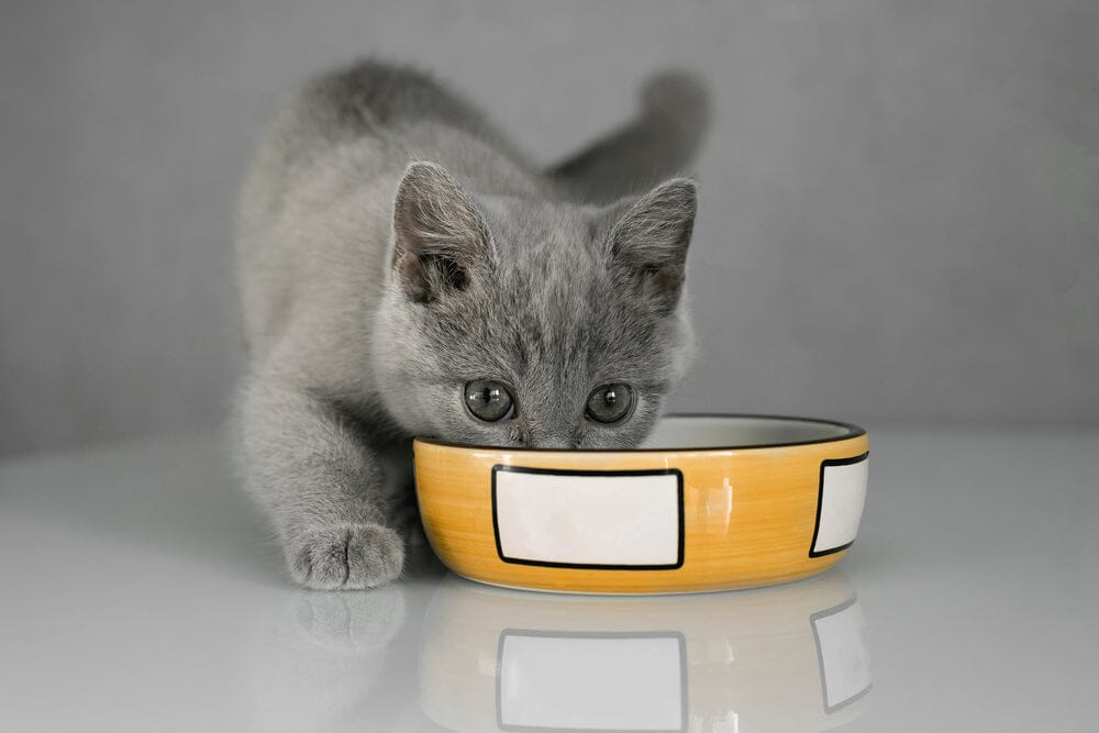 Can Kittens Eat Adult Cat Food?